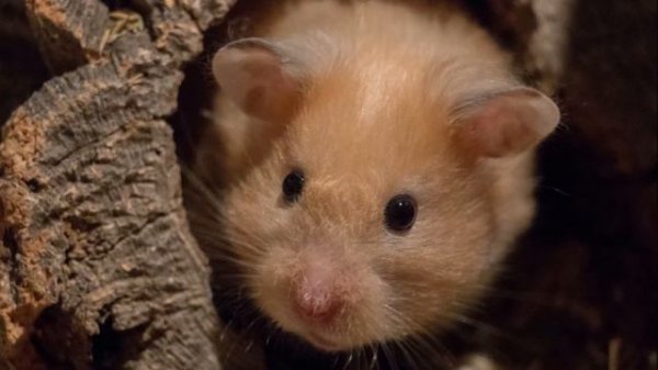 Звук хомяка, голос хомяка, крик хомяка / Sound hamster, voice hamster, hamster cry