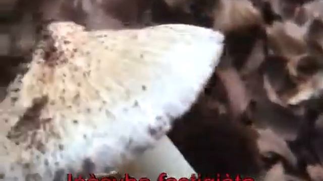 Inocybe fastigiata смотреть онлайн