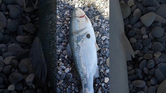 Зачётная форель, морская рыбалка смотреть онлайн