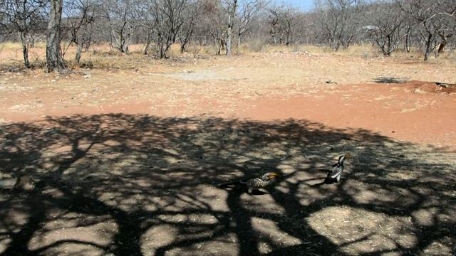 Намибия. Camping Otjitotongwe Cheetah Guestfarm. Южный желтоклювый ток, птица-носорог. смотреть онлайн