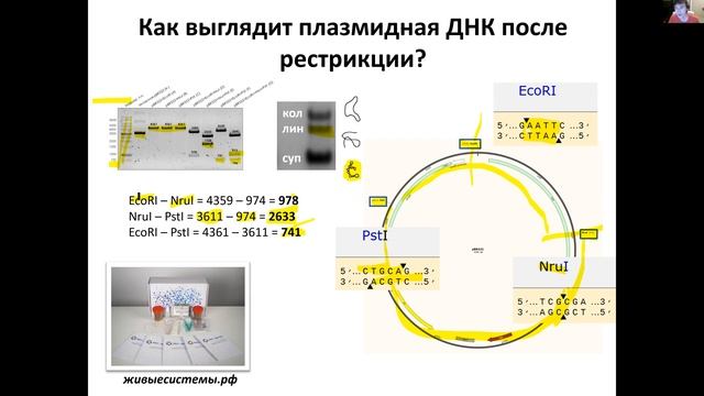 Лекция 4. Ножницы для ДНК: рестрикционный анализ в пробирке и биоинформатический анализ в Ugene смотреть онлайн
