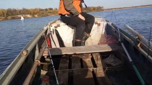 Казанка с булями и чемпион 7 лс гибрид