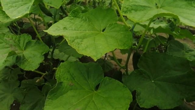 20мая 2020г огурец Вятич в наших ангарах