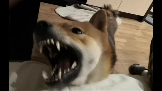 Shiba inu horrible|Сиба ину кусь смотреть онлайн