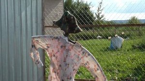 Сорока ворует яйца из курятника, что делать