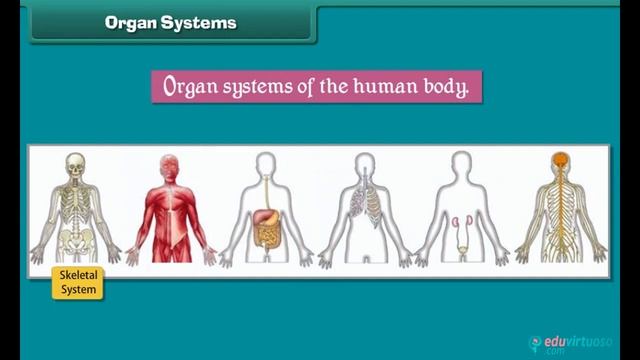 Human Body | Class 3 | Science | CBSE | ICSE | FREE Tutorial