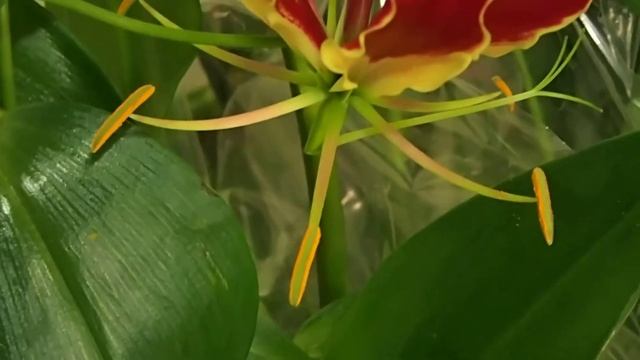 Gloriosa superba смотреть онлайн