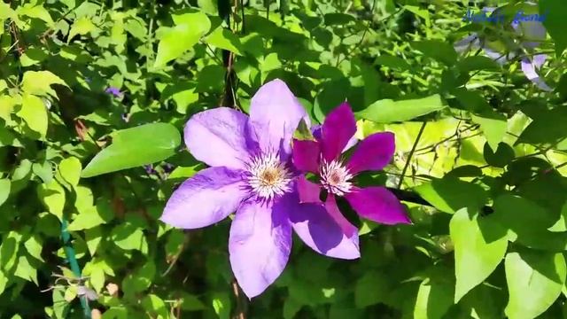 88 #Мои продвижения в вышивке / Июль 1-10 / VLOG / Лето / Дача / Впечатления / смотреть онлайн