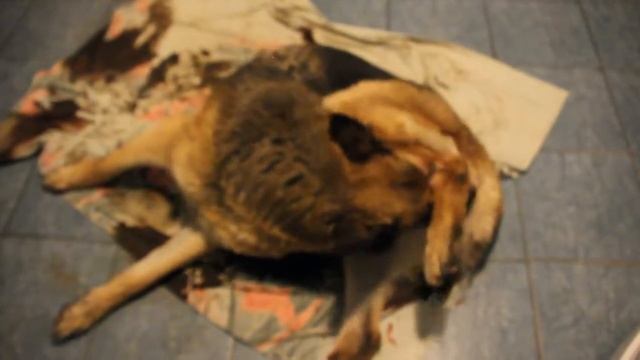 Потуги у собаки во время родов смотреть онлайн