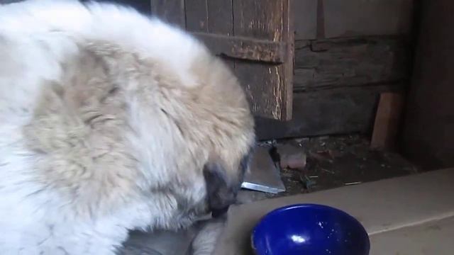 Кавказская овчарка кормим деток прошло 4 дня смотреть онлайн