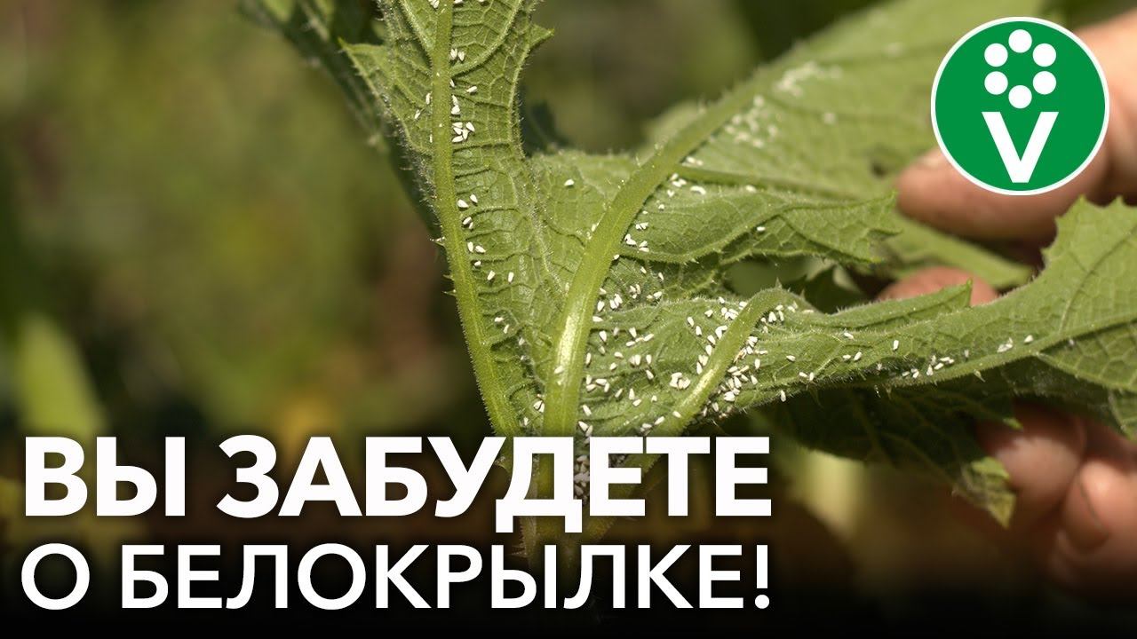 БЕЛОКРЫЛКА УЙДЕТ С УЧАСТКА БЕЗ ИСПОЛЬЗОВАНИЯ ХИМИИ! Сделайте ловушку для белокрылки своими руками смотреть онлайн