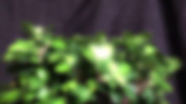 Bonsai Boogie - Ginseng Grafted Ficus Edition смотреть онлайн