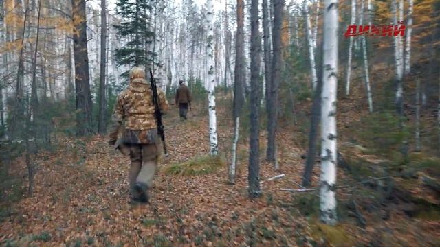 Горная охота Эдуарда Бендерского. Изюбрь в Иркутской области смотреть онлайн