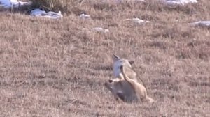 Охота на Волков (Койотов) в США, O’Neill Ops Wolf Hunting, Coyote Hunting, Wolfsjagd (Kojote)