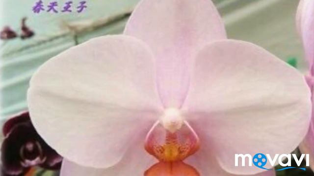 Новые орхидейки от Галины из Орла, спасибо большое 😘 смотреть онлайн