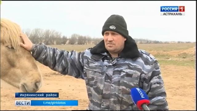 В Икрянинском районе формируют первое в регионе племенное стадо лошадей породы "русский тяжеловес" смотреть онлайн