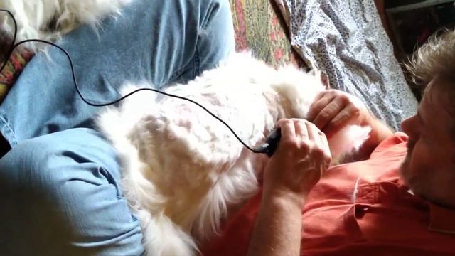 стрижка кота Арчибальда Арчи смотреть онлайн