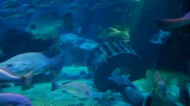 Sea Life Берлин. Океанариум смотреть онлайн