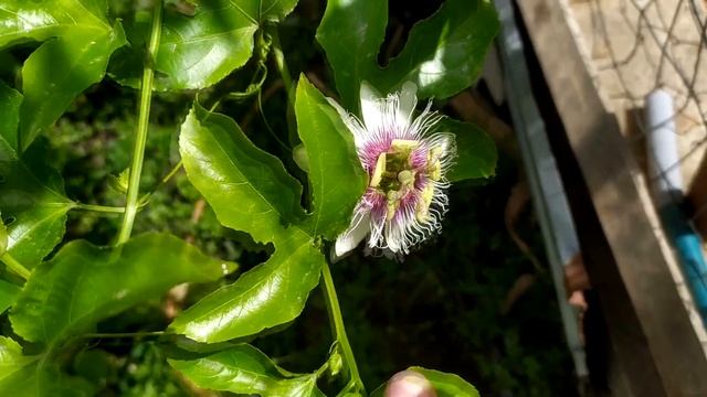 Как вырастить маракуйю из семян? Маракуйя в саду. Пассифлора. смотреть онлайн