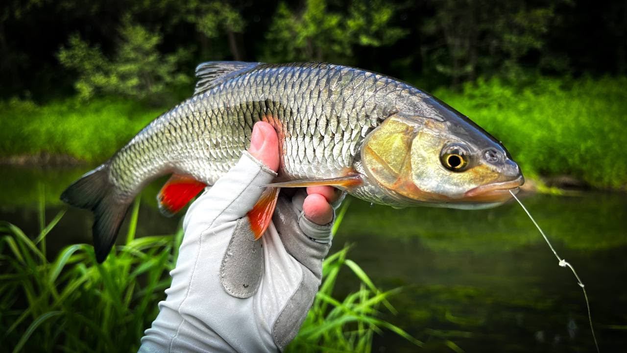 ПОЙМАЛ БОССА маленькой РЕЧКИ / XUL РЫБАЛКА по ГОЛАВЛЮ и ЕЛЬЦУ смотреть онлайн