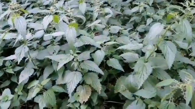 Шепоток на крапиву ? смотреть онлайн