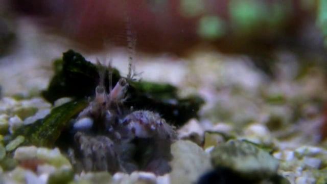 Черноморские Раки-отшельники (Diogenes Pugilator) смотреть онлайн