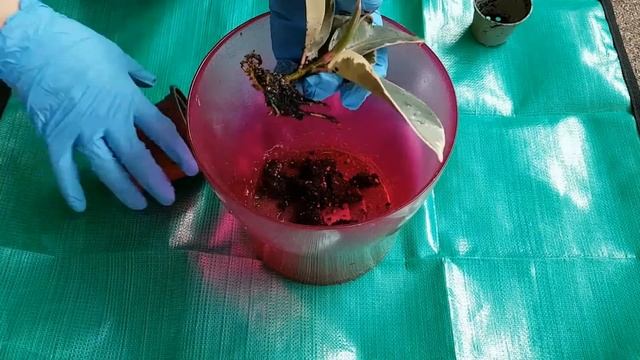 Распаковка?посылки с домашними растениями|Фикус, пилея, кодиеум, шеффлера? смотреть онлайн