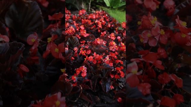 Возьмите на заметку! Вечноцветущая бегония - отличное украшение для вашего сада смотреть онлайн