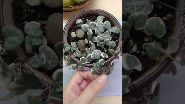 Церопегия вуду (вуда)