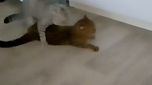 кот и кошка вязка смотреть онлайн