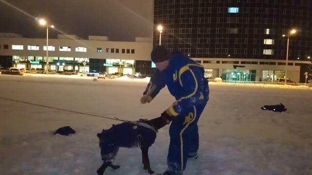 Тренировка собак 25 дек 2019 смотреть онлайн
