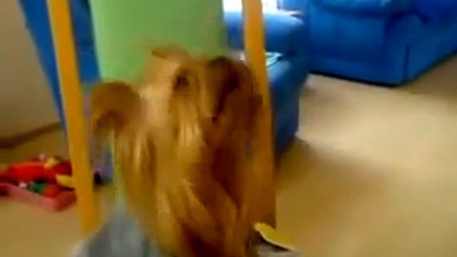 UNIQUE ADORABLE FUNNY YORKIES # 2 - SINGING ! Йоркширский терьер поёт !
