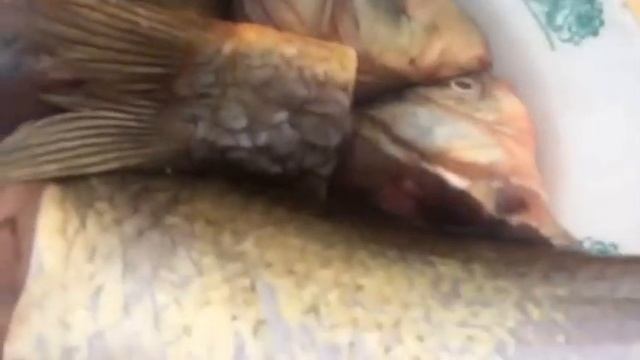 Рыбалка на чиркейском водохранилище смотреть онлайн