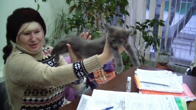 Клип №0564 - выставка кошек PCA online смотреть онлайн