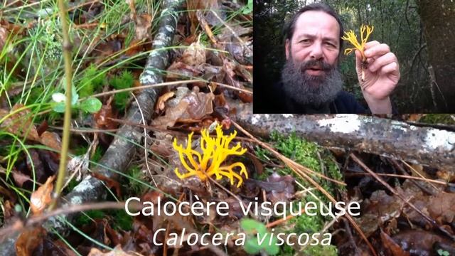Calocère visqueuse Gironde смотреть онлайн