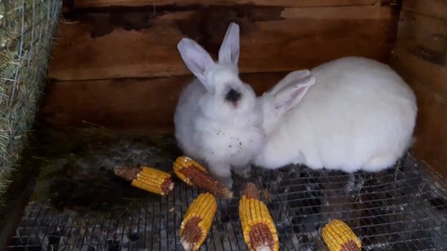 Кролики//Природа внесла свои коррективы в мои планы//Померзли крольчата смотреть онлайн