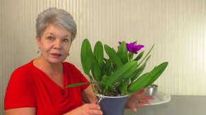 Как пересадить ЦВЕТУЩУЮ КАТТЛЕЮ в Новый большой горшок ???  Как поливать Каттлеи ???