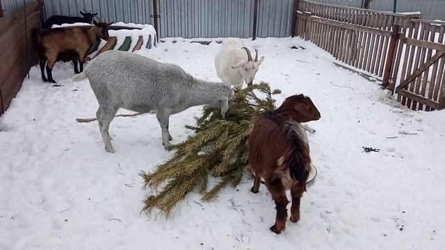 Ёлка козам! Зачем давать козам ёлку? Козанастер 3000 смотреть онлайн