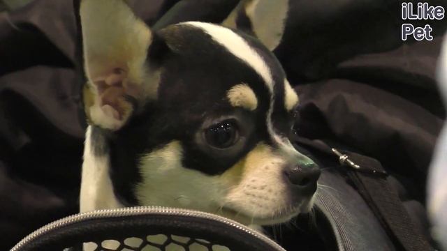 5 самых популярных мифов о маленьких породах собак на ilikepet смотреть онлайн