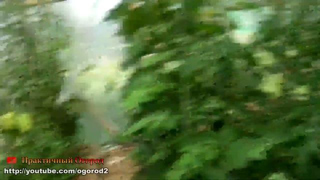 НИКОГДА не окучивайте помидоры! / ВРЕД окучивания смотреть онлайн