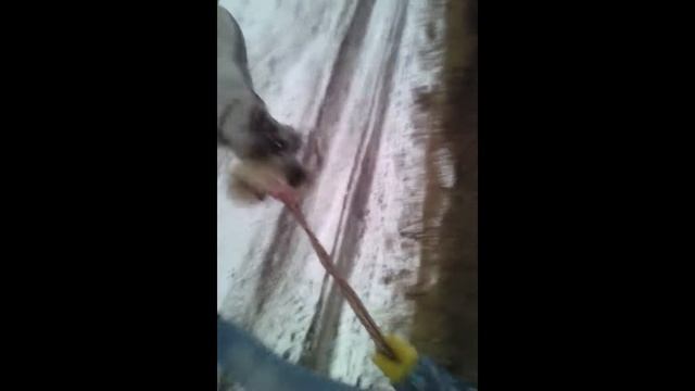 рекс ура рекс животные смотреть онлайн