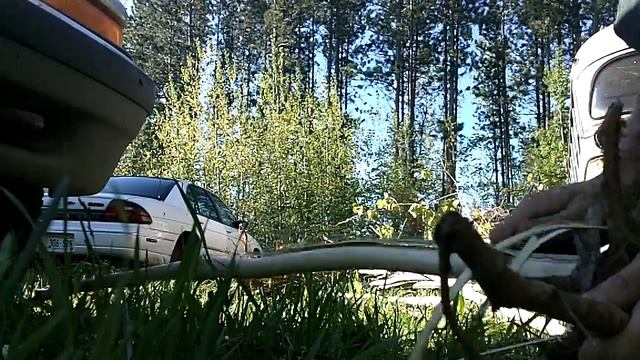 Populus balsamifera canes project смотреть онлайн