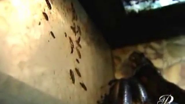 Клопы, тараканы Как избавиться и методы борьбы смотреть онлайн