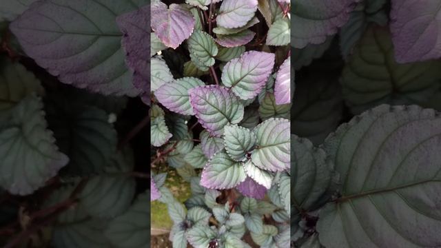 Strobilanthes alternata | Family Acanthaceae | Agri Life with Dilupa Akalanka смотреть онлайн