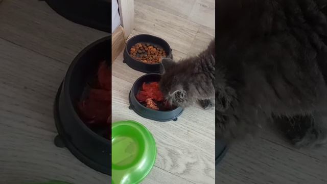 Борщ и Коте смотреть онлайн