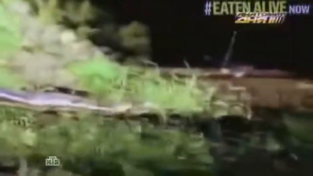Анаконда съела человека заживо. смотреть онлайн