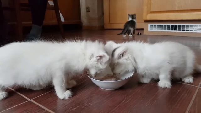 Трапеза с сюрпризом смотреть онлайн