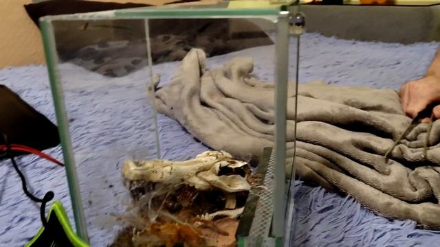 Опасный паук муринус смотреть онлайн