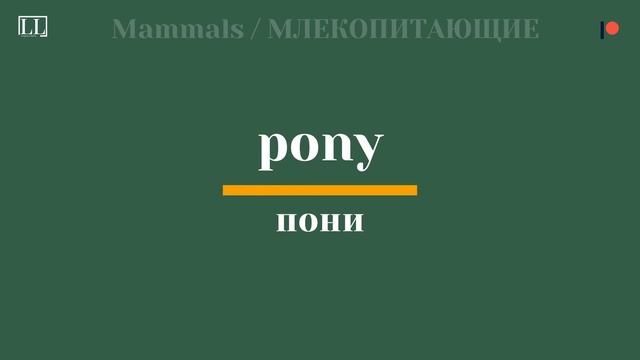 СЛОВАРНЫЙ ЗАПАС, ЖИВОТНЫЕ НА АНГЛИЙСКОМ 1/3 МЛЕКОПИТАЮЩИЕ смотреть онлайн