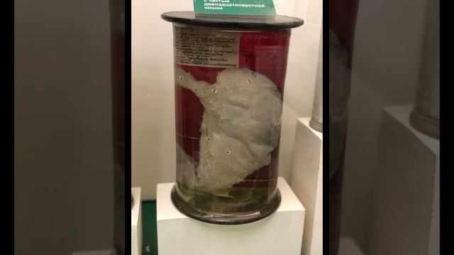 БИОЛОГИЧЕСКИЙ МУЗЕЙ ИМЕНИ К. А. ТИМИРЯЗЕВА смотреть онлайн